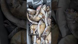 Hundreds of Pounds! Commercial Porgy Fisherman Day in the Life #shorts #fishing