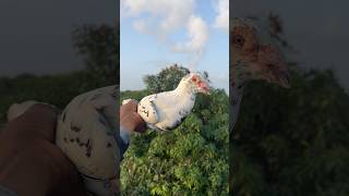 Omar kabutar OrijanL bird !! #pigeon #video #shots #videoshort #youtubeshort