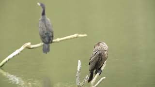 Explore the Majestic Great Cormorant: Nature's Elite Fisherman