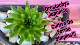 Orostachys Japonica #  Cultive de Forma Simples!!!