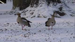 Winterzeit Nilgans