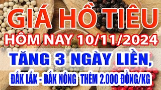 Giá tiêu hôm nay 10/11: tăng 3 ngày liền, Đắk Lắk  Đắk Nông thêm 2 000 đồng/kg