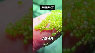 Fun Fact: 🍈🤏 Smallest Fruit In The World?!?! #shorts #facts #viral #nature #fruit