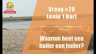 Vraag #28 DierenLot - Lenie 't Hart - Huilers