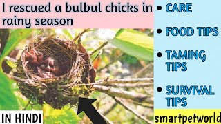 I rescued a bulbul chicks ❤️🤩ll 15days old baby care 😊 handling and caring  tips🤩