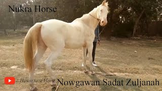 Nowgawan Sadat Zuljanah  Nukra Horse