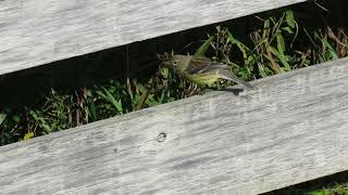 Kirtland's Warbler