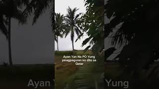 ganito mag harvest, mindanao #shortvideo #harvest #harvesting #harvester #youtubeshorts #viralvideo