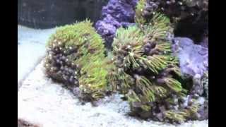 Green Star Polyp in HD Time-lapse - 12 Gallon Nano Reef Tank