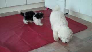 Bichon Frise and Havanese playing