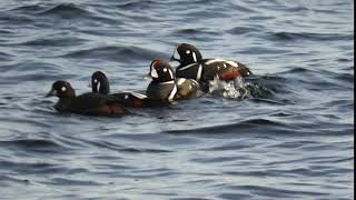 Harlequin Ducks