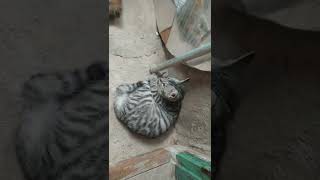 kucing kebangun lagi tidur siang