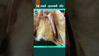 Honduran White Bats - सबसे रहस्यमयी जीव 18 #shorts #viral #shortsvideo