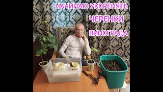 Начинаю укоренять черенки винограда.Итог раннего укоренения.