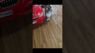 #hungry #cat #catvideos #catlover #catshorts #happy #funny #mia #trending #fyp #czech