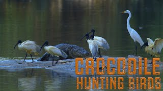 Mugger #crocodile #hunting #birds #nature #wildlife #travel #explore #india