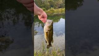 Nice almost 2 pound bass