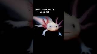 God's Creations  - 10 ( Unique Fish) #shorts  *Original sound  - Vibez (Instrumental)