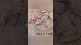 Puppy Saved from Deep Mud | Heartwarming Rescue #shorts