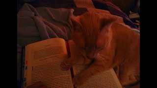 Being a Book Lover with a Cat