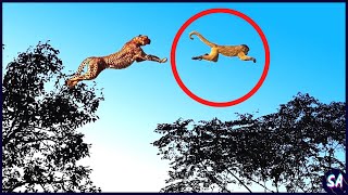 10 Momentos Épicos De Leopardos Cazando Captados Por Las Cámaras