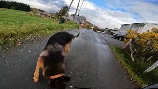 German shepherd on walk. Eros på tur. 11.10.2024. still you tubes most boring video part 2