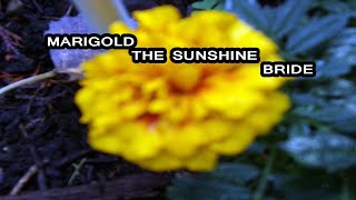 Marigold Flower Folklore & Legend