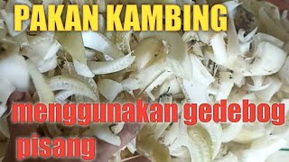 GEDEBOG PISANG UNTUK PAKAN KAMBING BUAT KAMBING JADI LAHAB