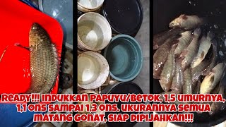 1,5 TAHUN UMUR INDUKKAN, UKURAN 1,1/1,3 ONS MATANG GONAT, SIAP DIPIJAHKAN!!! READY INDUKKANNYA!!!