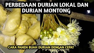 Perbedaan durian tanpa sambung dan durian sambung || melihat durian lokal berbunga sangat banyak