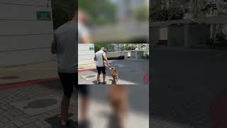 Como Ensinar Seu Cachorro a Passear do Seu Lado Sem Puxar em 15 MINUTOS NA PRÁTICA parte 9