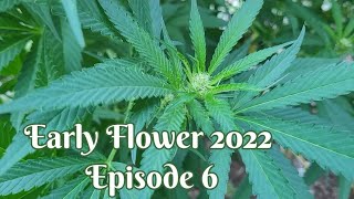 Cannabis Early Flower 2022 Episode 6