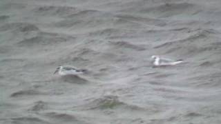 Phalarope à bec large (Phalaropus fulicarius)