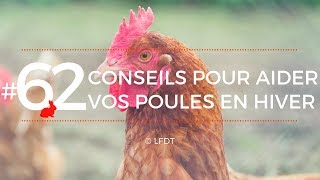 CONSEILS POUR AIDER VOS POULES EN HIVER│LFDT #62