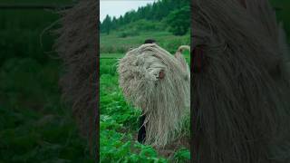 The Process of Making Jute Sacks #shorts