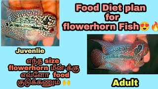 Food plan for flowerhorn 😉👈 | எந்த size flowerhorn மீன்-க்கு எப்படி உணவு தரணும் 🙌 | RE-UPLOAD| தமிழ்