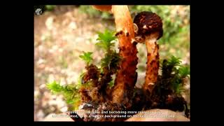 Lepiota ignipes. Champimaginatis. English Text.