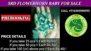 Flowerhorn baby for sale (prebooking) @smaquagarden