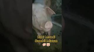 Babi Mandi Sambil Minum #babi #ternakbabi #pig#animal