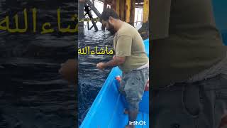 #صيدسمك #fishcatching #حداق #fishing #صيد