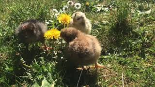 Baby chicks outside for the first time