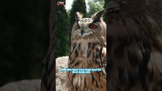 Why Owls have Special Eye #Shorts