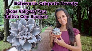 Echeveria Crispate Beauty # Dicas Valiosas Para Um Cultivo Com Sucesso