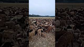 A GROUPS OF SHEEP