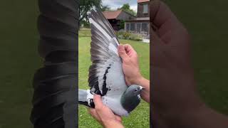 Beautiful racing pigeon #pigeon #racingpigeon #lovepigeon #animal