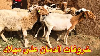 خروفات سلالة الدمان الاصيلة ..للبيع.. قريبة تولد