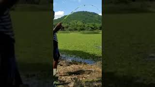 #fishing monster piranhapaccu