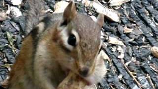 Feeding my pet "Wild" chipmunk