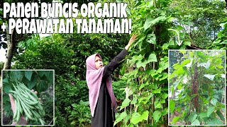 Eps. 60 Gardening || Panen Buncis & Tips Perawatannya