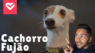 Como ensinar seu cachorro não fugir - Fase 01